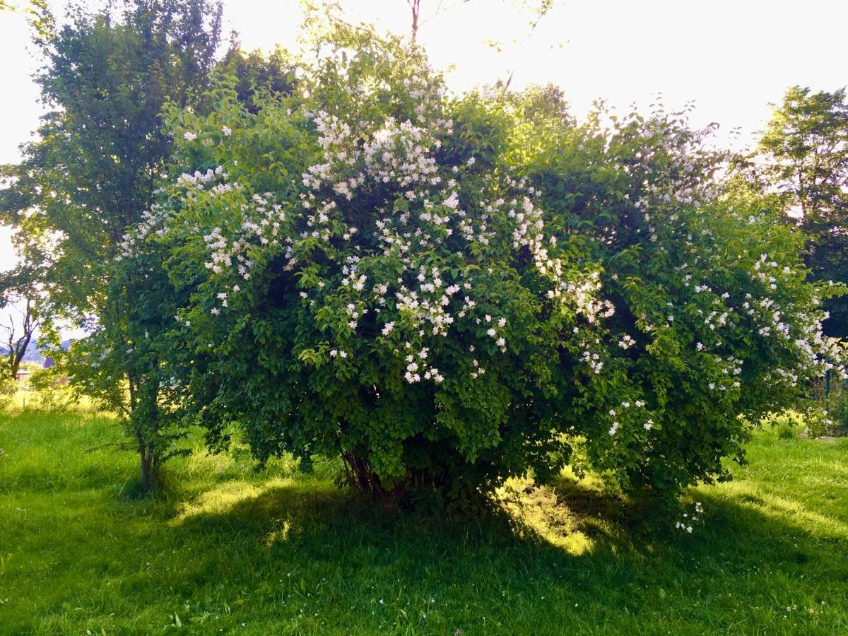 Preitenegg Naturforsthaus Gartenblick Fuer Hunde - Und Naturverbundene Menschen מראה חיצוני תמונה